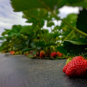 State of the Berry Patch