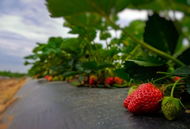 State of the Strawberry Patch Yoders' Farm