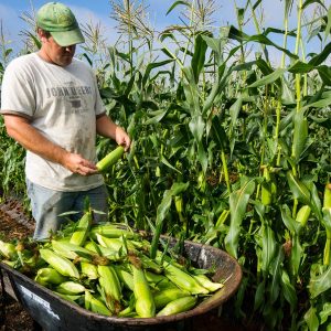 Lowell Picking Corn