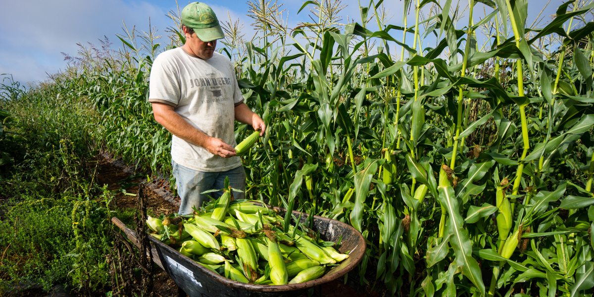 Lowell Picking Corn
