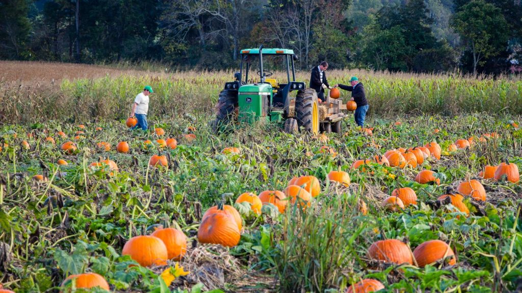 Harvesting Pumpkins