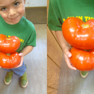 Dawson With Some Large Tomatoes