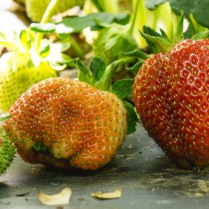 Pick Your Own Strawberries - Yoders' Farm - Lynchburg VA