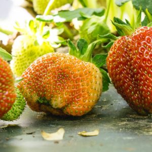 Pick Your Own Strawberries - Yoders' Farm - Lynchburg VA