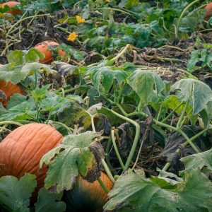 Pick Your Own Pumpkin Patch - Yoders' Farm