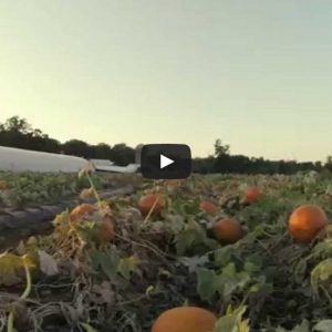 Pumpkin Patch Fly By Yoders Farm