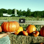 Pick Your Own Pumpkin Patch - Lynchburg, Rustburg, Virginia