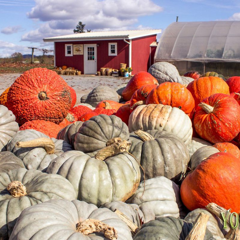 Yoders Farm 2014 - Rustburg VA - Yoders' Farm