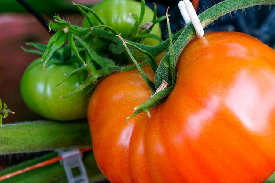 Locally grown Vine Ripened Tomatoes