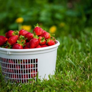 yoders_farm_strawberries