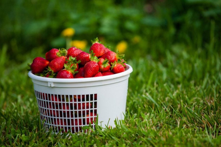 yoders_farm_strawberries