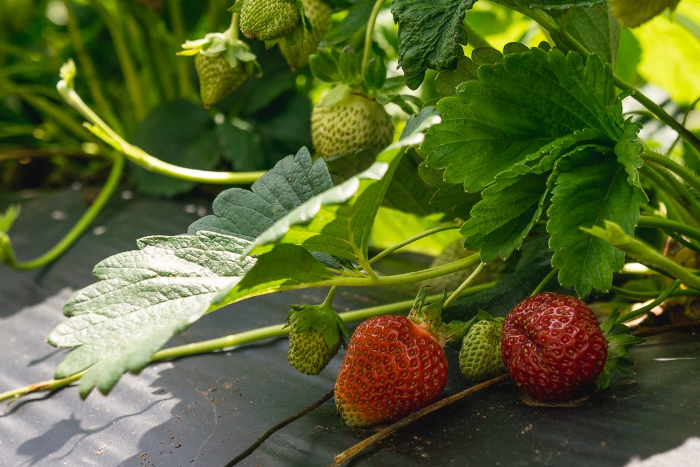 Pick Your Own Strawberries - Just About Ready!
