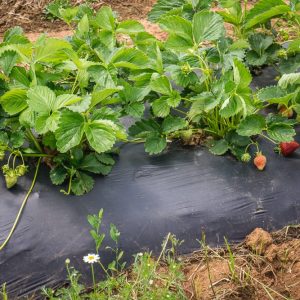 Pick Your Own Strawberries - Just About Ready!