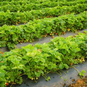 Pick Your Own Strawberries - Lynchburg VA - Yoders' Farm