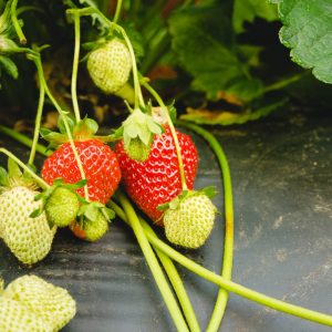 Pick Your Own Strawberries - Lynchburg VA - Yoders' Farm