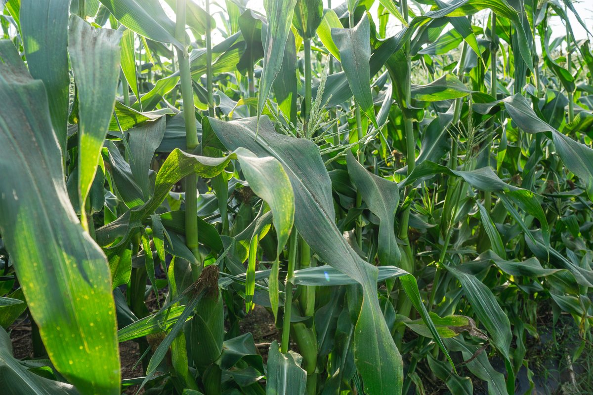 More sweet corn in the field...