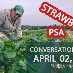 Strawberry Season PSA - Protecting Blossoms from Frost - Conversations #011