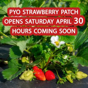 pyo-strawberries-saturday