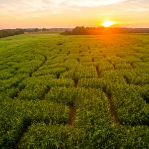 The 2016 Fall Corn Maze