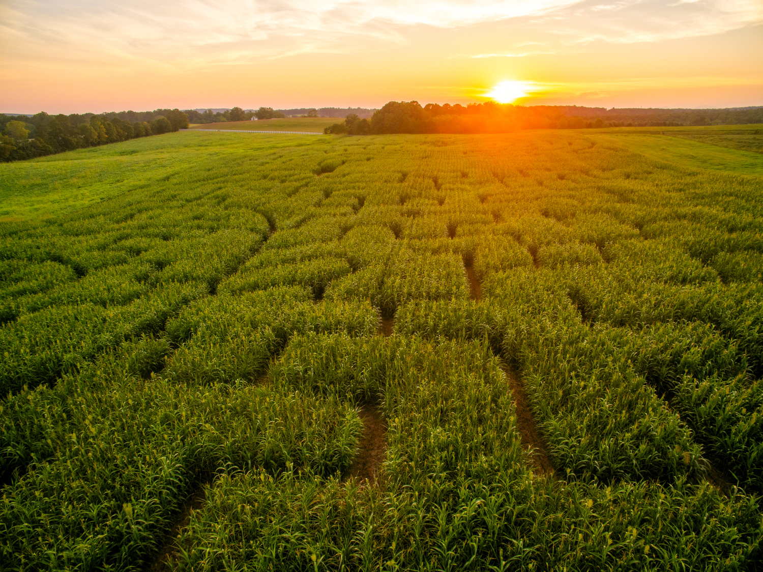 Corn Maze - Lynchburg, Rustburg, Central Virginia - Yoders' Farm
