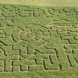 Yoders Farm Corn Maze 2017
