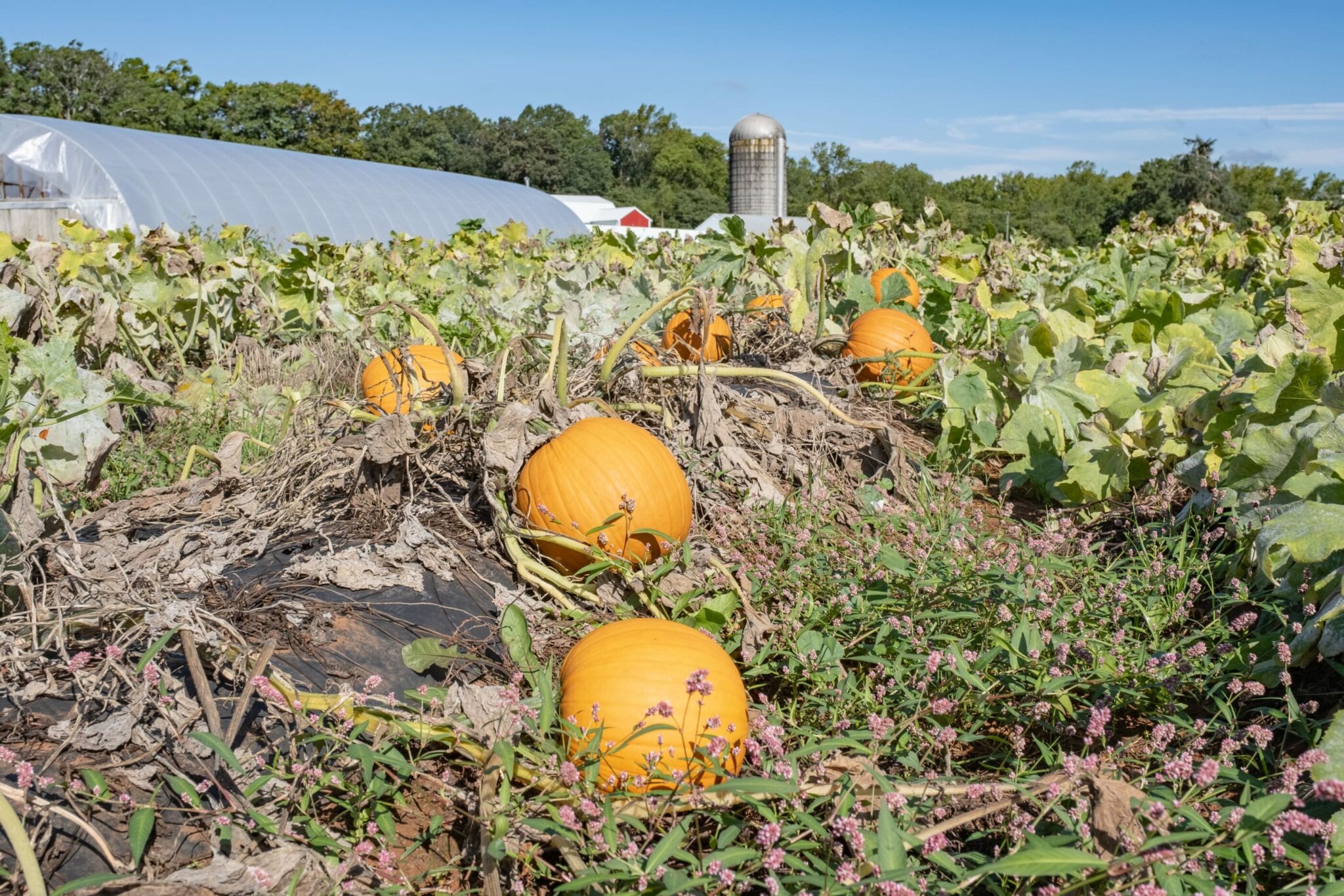 Pumpkin Patch - Yoders' Farm