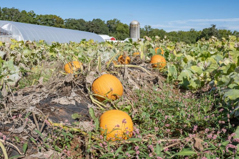 Pumpkin Patch - Yoders' Farm