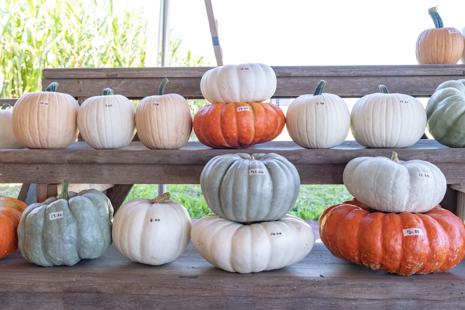 Pumpkin Patch - Yoders' Farm