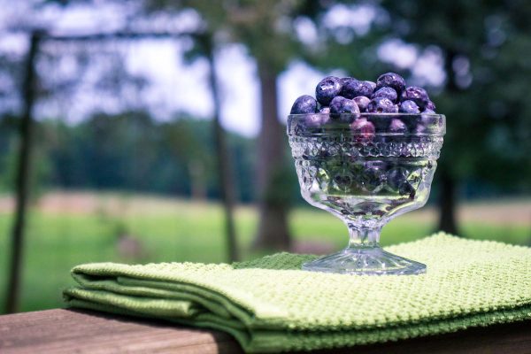 New Jersey Blueberries Yoders Farm