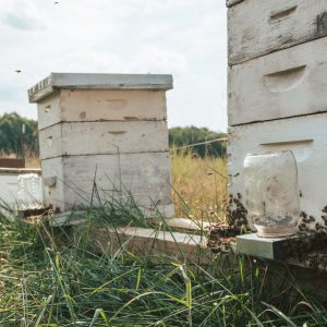 Honey Bees at Yoders' Farm