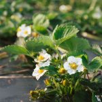 Strawberry Blooms
