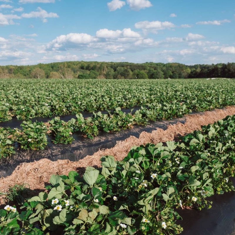 Lots of Green Strawberries Yoders' Farm
