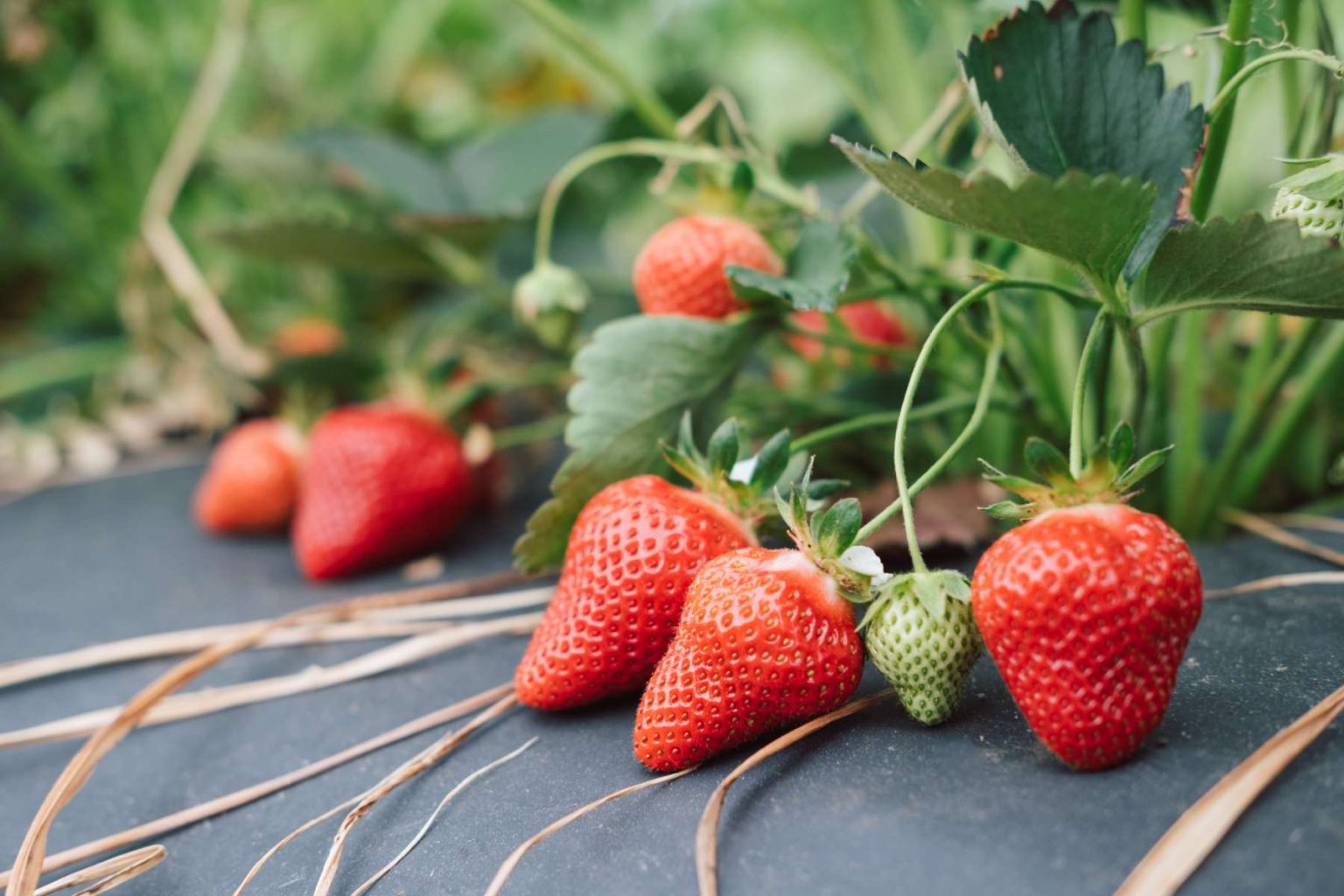 Strawberry Season 2021 Is Almost Here Yoders' Farm