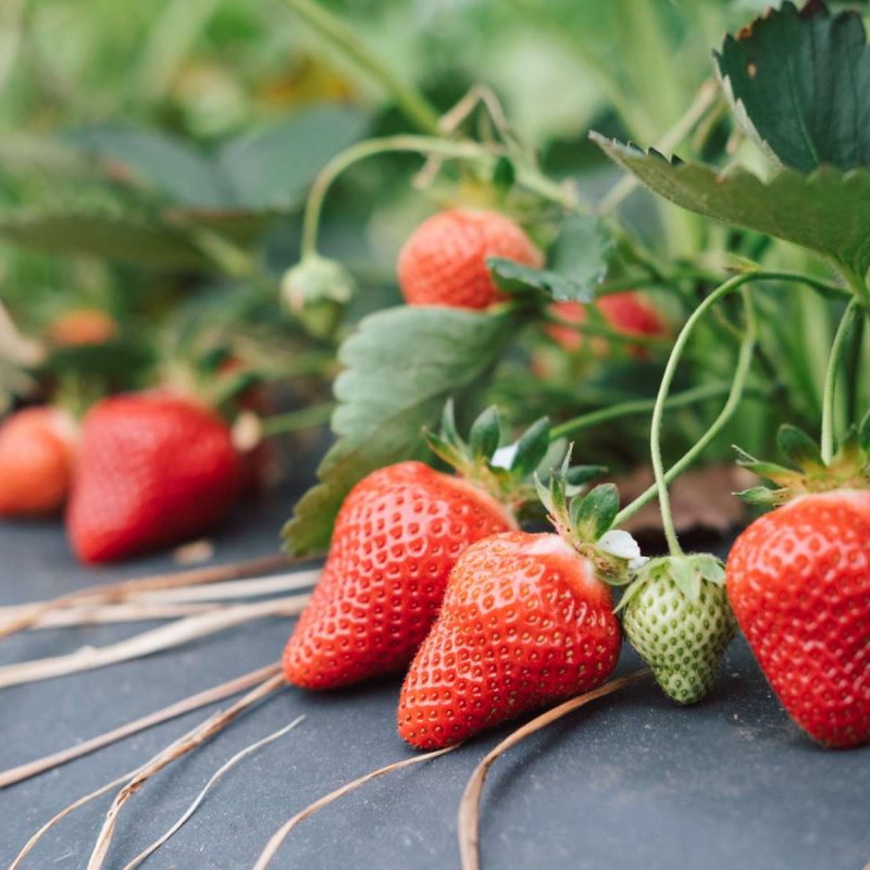 Yoders Farm - Local Produce & Family Activities - Rustburg VA