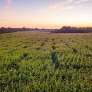 The 2021 Yoders' Farm Corn Maze