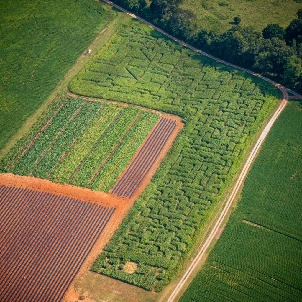 2013 Corn Maze