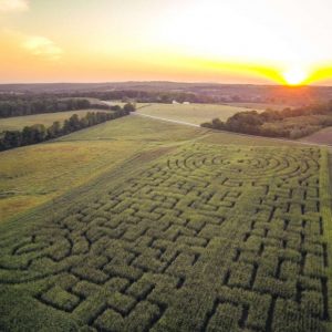 2014 Corn Maze