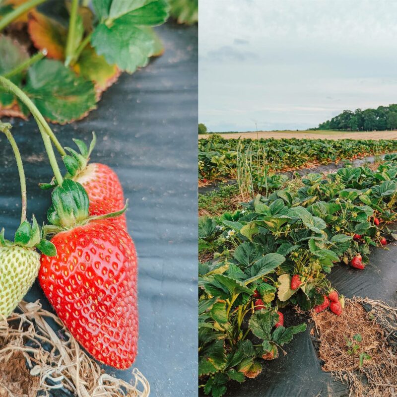 Yoders Farm - Local Produce & Family Activities - Rustburg VA