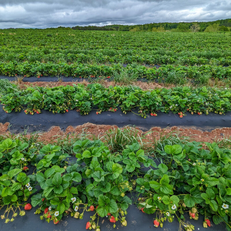 Yoders Farm - Local Produce & Family Activities - Rustburg VA