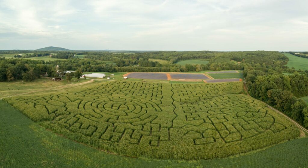 2023 Corn Maze