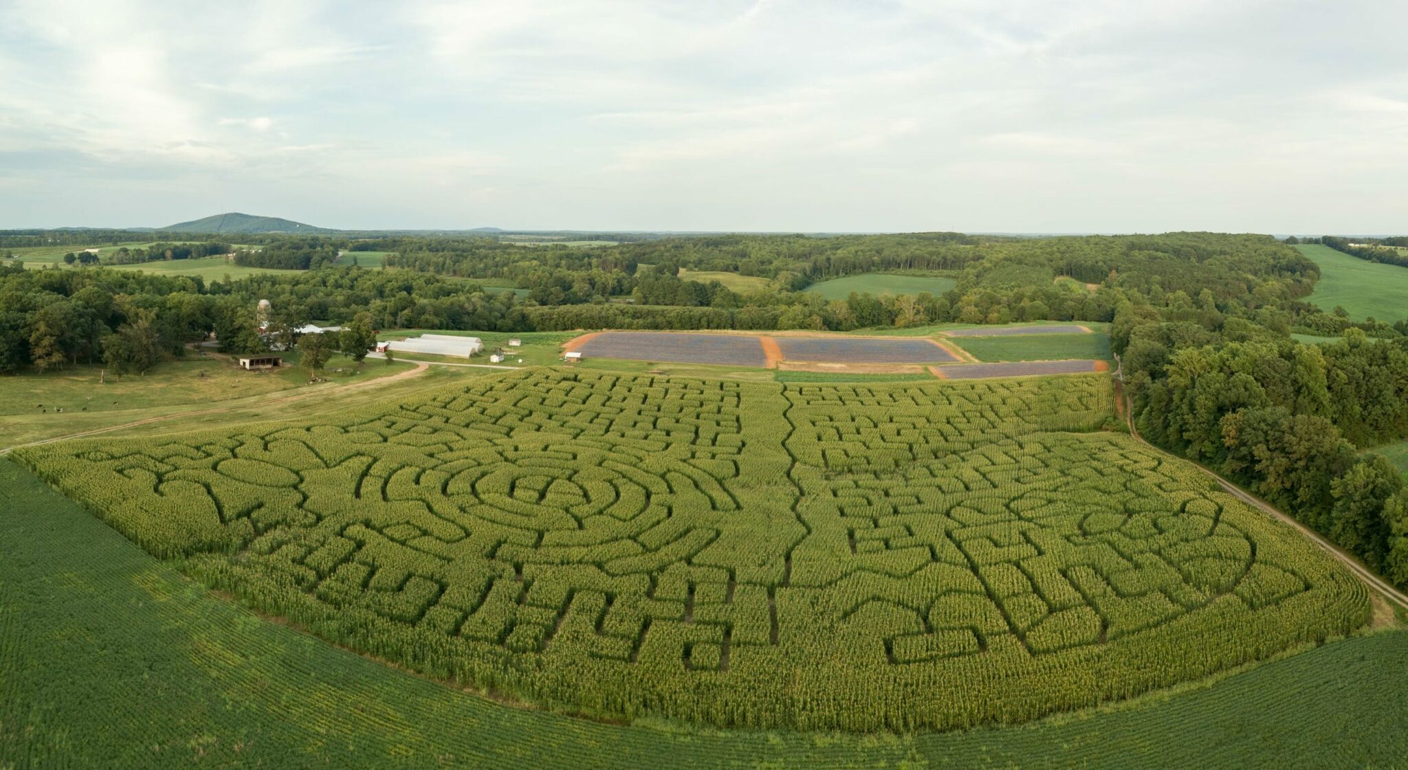 Corn Maze Lynchburg, Rustburg, Central Virginia Yoders' Farm