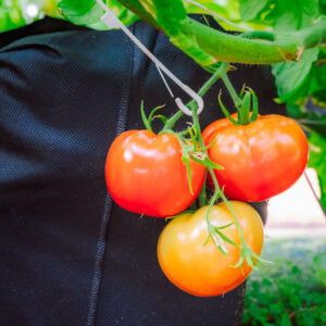 Hydroponic Tomatoes on the Vine at Yoders Farm