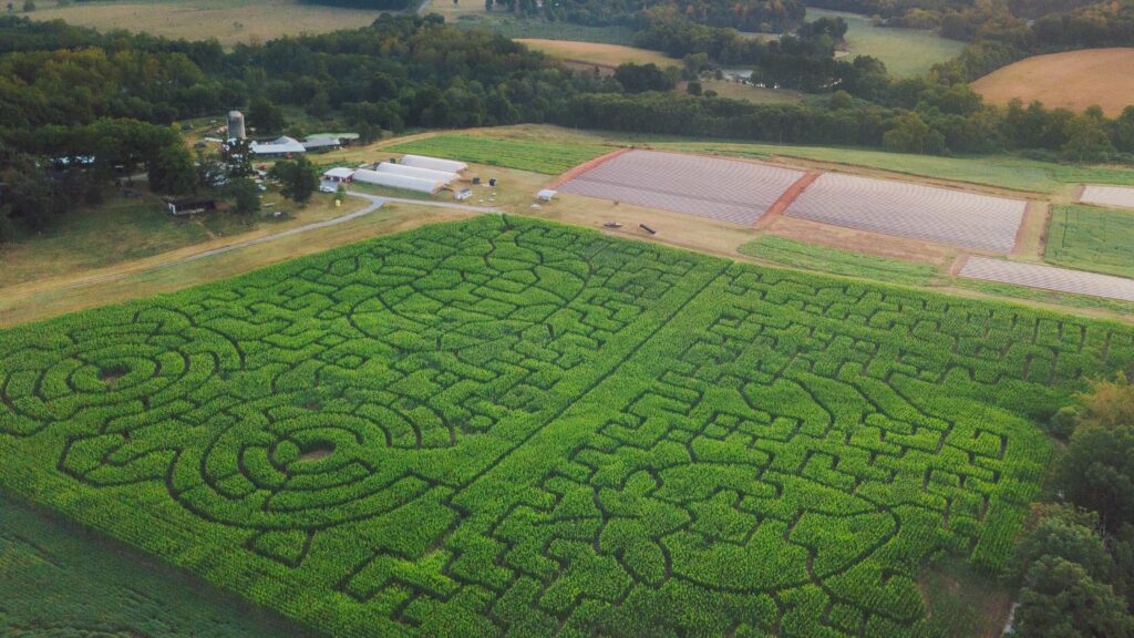 Yoders' Farm 2025 Corn Maze