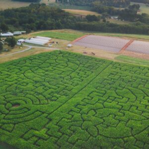Yoders' Farm 2025 Corn Maze