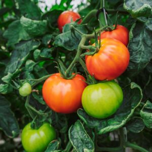 Vine Ripened Hydroponic Tomatoes at Yoders' Farm in Rustburg VA